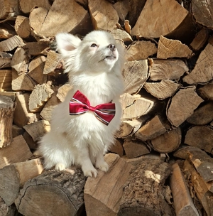 törpe spitz (spicc) - kép 5