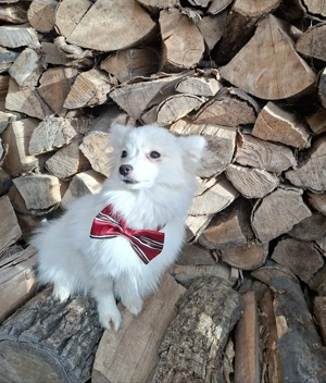 törpe spitz (spicc) - kép 3