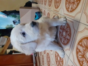 Golden retriever kiskutyák  - kép 2