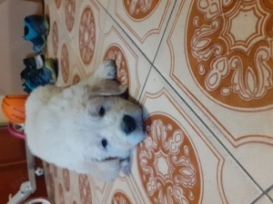 Golden retriever kiskutyák  - kép 5