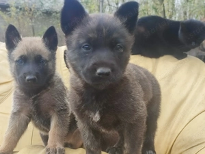 Belga juhász , Mali, malinois  - kép 6