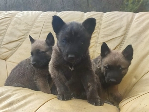 Belga juhász , Mali, malinois  - kép 5