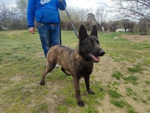 Belga juhász , Mali, malinois  - kép 3