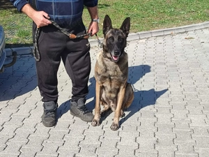 Belga juhász , Mali, malinois  - kép 2