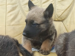 Belga juhász , Mali, malinois  - kép 8