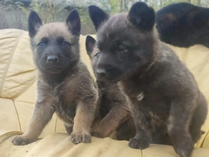 Belga juhász , Mali, malinois  - kép 10