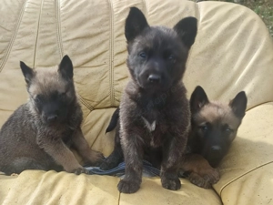 Belga juhász , Mali, malinois  - kép 7