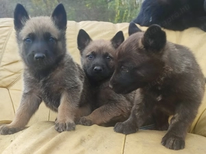 Belga juhász , Mali, malinois  - kép 4