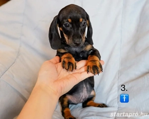 Gyönyörű Törpe Tacskó Törpetacskó Mini Tacskó kiskutyák  - kép 3