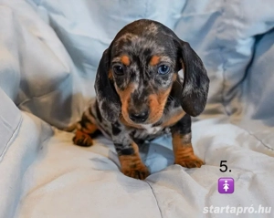 Gyönyörű Törpe Tacskó Törpetacskó Mini Tacskó kiskutyák  - kép 5