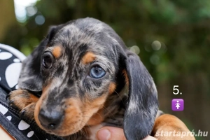 Gyönyörű Törpe Tacskó Törpetacskó Mini Tacskó kiskutyák  - kép 4