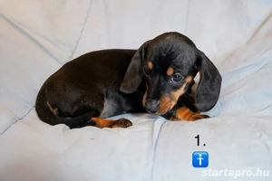 Gyönyörű Törpe Tacskó Törpetacskó Mini Tacskó kiskutyák  - kép 2