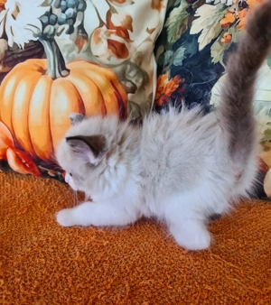 Törzskönyvezett szülők rongybabái! Ragdoll babyk! - kép 2