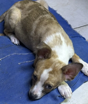 Csivava kiskuty k eladók - kép 2