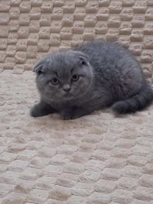 Skót (brit) lógófülű kisfiúk - kép 2