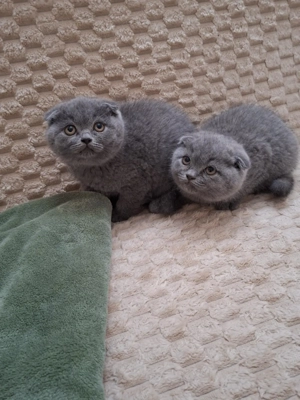 Skót (brit) lógófülű kisfiúk - kép 5