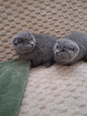 Skót (brit) lógófülű kisfiúk - kép 3