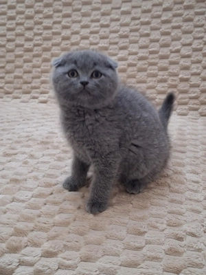 Skót (brit) lógófülű kisfiúk - kép 6