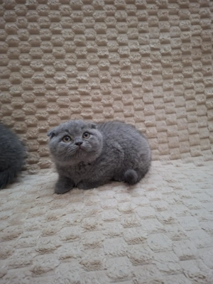 Skót (brit) lógófülű kisfiúk - kép 4