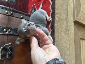 csivava kiskutyák! kék, csokoládé, ezüst, csokoladetricolor