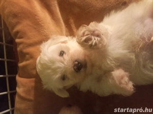 máltai selyem kutyák 