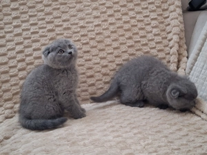 Skót lógófülű kisfiúk - kép 5