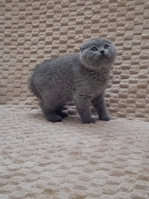 Skót lógófülű kisfiúk - kép 2