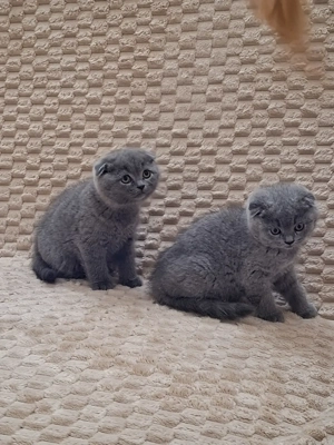 Skót lógófülű kisfiúk - kép 3