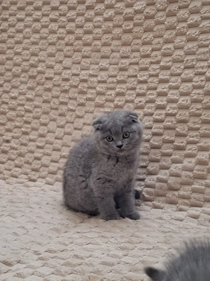 Skót lógófülű kisfiúk - kép 4