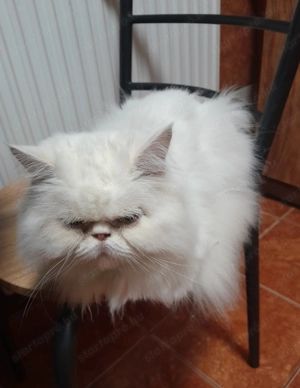 Eladó Perzsa macska. - kép 2