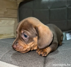 csoki tacskó babák szerető családot keresnek   - kép 4