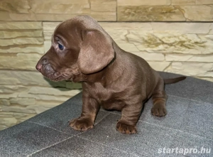 csoki tacskó babák szerető családot keresnek   - kép 3