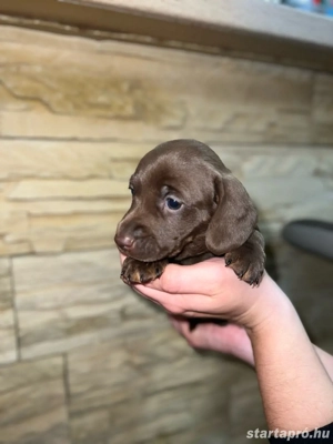 csoki tacskó babák szerető családot keresnek   - kép 2