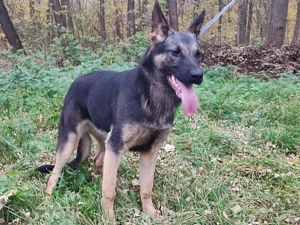 Német juhász, németjuhász - kép 4