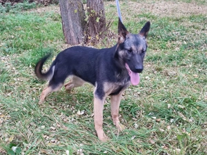 Német juhász, németjuhász - kép 3