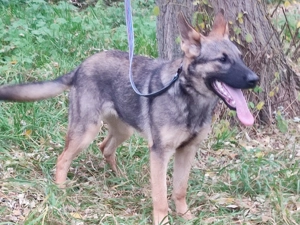 Német juhász, németjuhász - kép 2