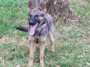 Német juhász, németjuhász - kép 7