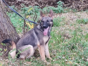 Német juhász, németjuhász - kép 6