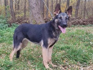 Német juhász, németjuhász - kép 5