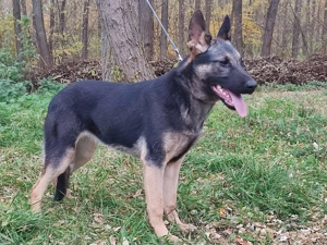 Német juhász, németjuhász - kép 8