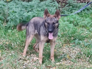 Német juhász, németjuhász - kép 10