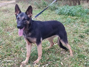 Német juhász, németjuhász - kép 9