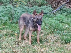 Német juhász, németjuhász - kép 11