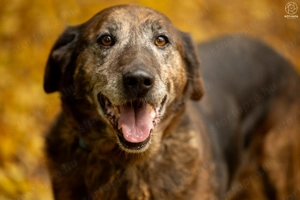 Michelangelo kutyus gazdira vár