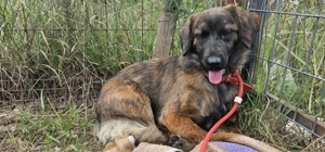 Bóbita kutyus gazdira vár