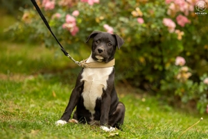 New York kutyus gazdira vár