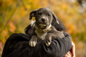 Rio kutyus gazdira vár