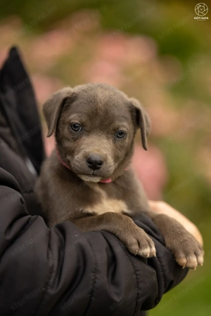 Tokyo kutyus gazdira vár