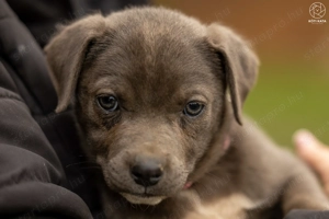 Tokyo kutyus gazdira vár - kép 2