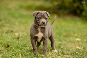 Tokyo kutyus gazdira vár - kép 4